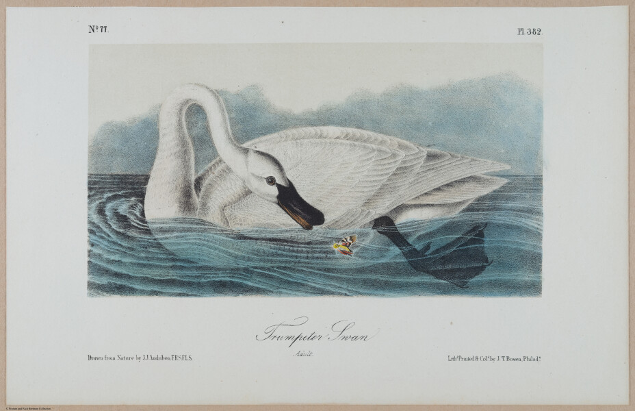 Trumpeter Swan (Adult) - i17900