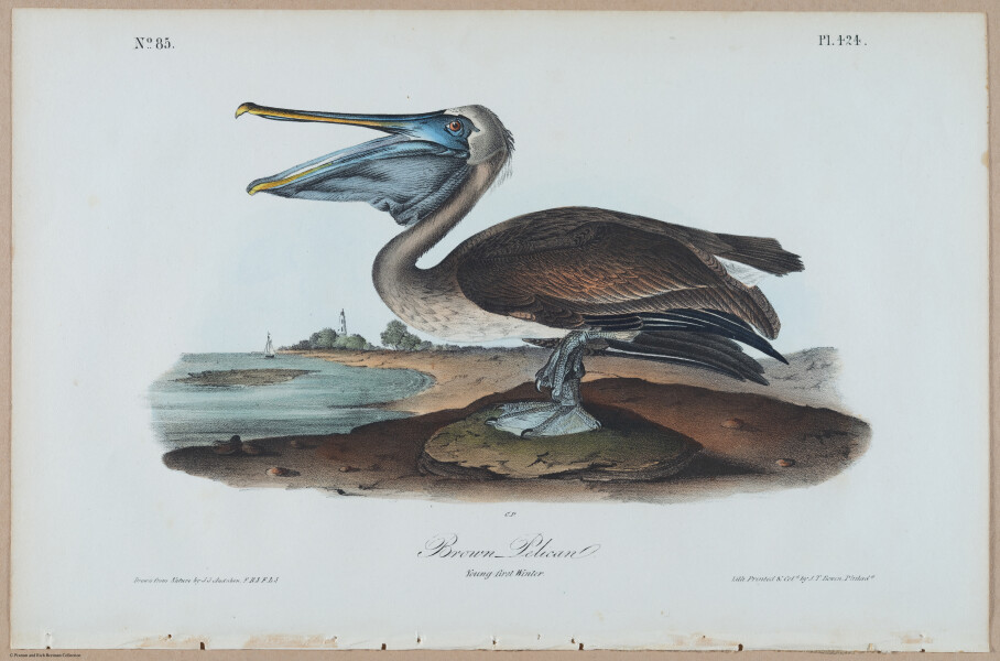 Brown Pelican - i17901