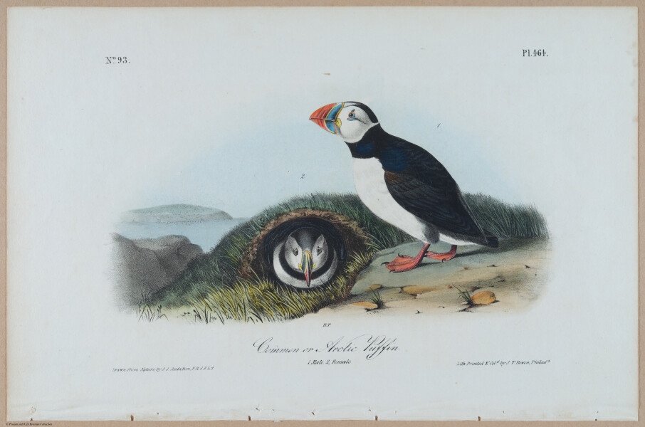 Common or Arctic Puffin - i17902