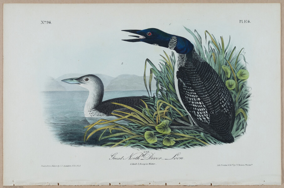 Great North Diver-Loon - i17903