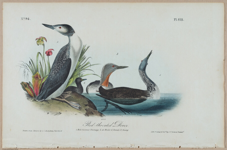 Red-Throated Diver - i17906
