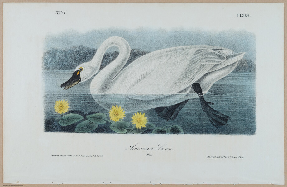 American Swan - i17908