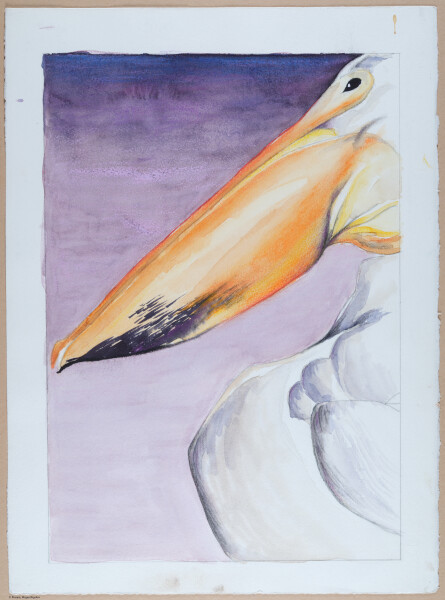 Pelican Profile