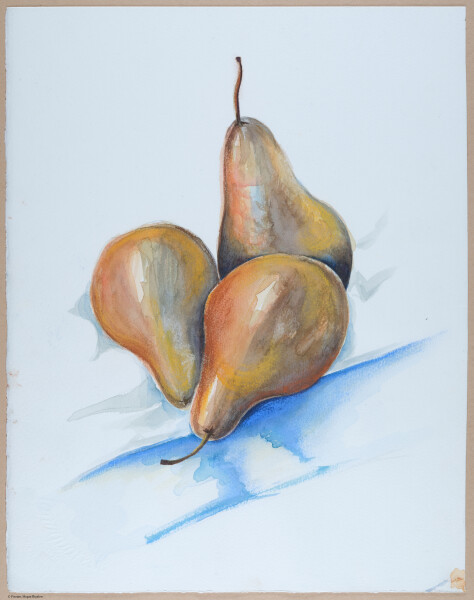 Parrott Drive pears.  Pencil / watercolors