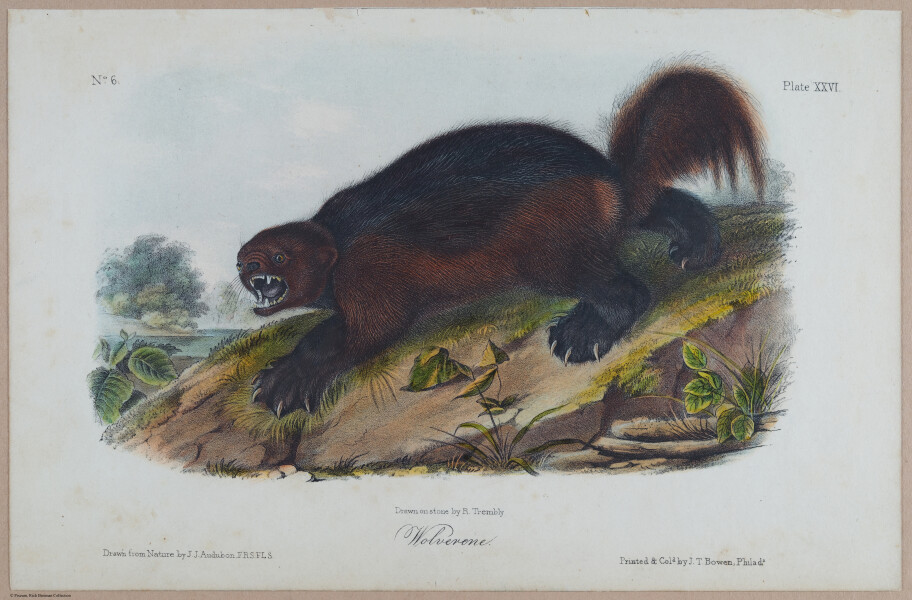 E395 - Breiman Audubon animals - i18365