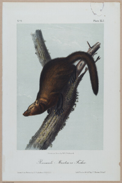 E395 - Breiman Audubon animals - i18368