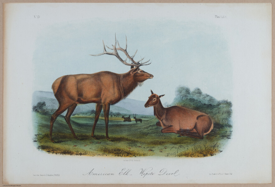 E395 - Breiman Audubon animals - i18372