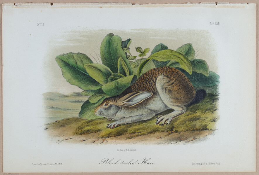 E395 - Breiman Audubon animals - i18373
