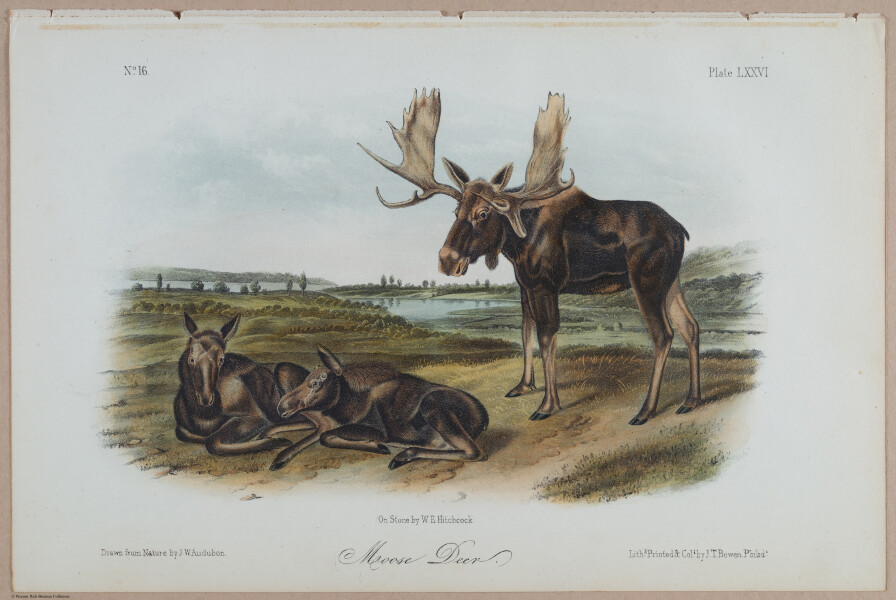 E395 - Breiman Audubon animals - i18380