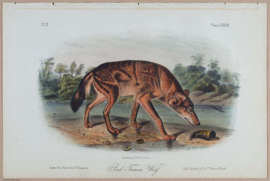 E395 - Breiman Audubon animals - i18381