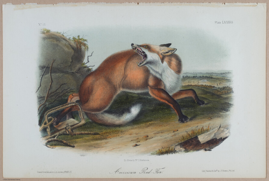 E395 - Breiman Audubon animals - i18382