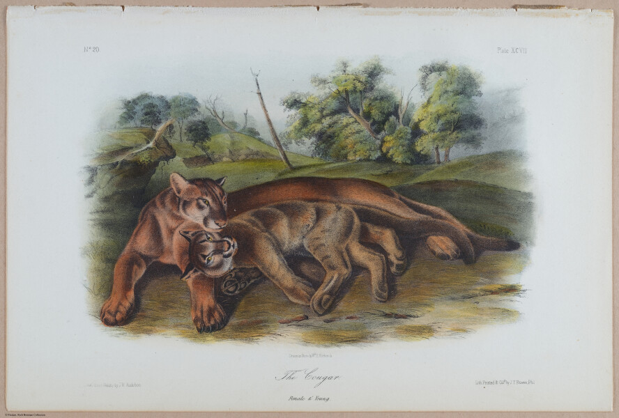 E395 - Breiman Audubon animals - i18388