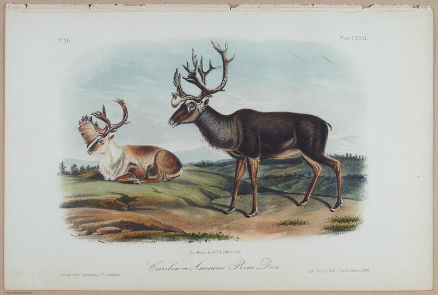 E395 - Breiman Audubon animals - i18401
