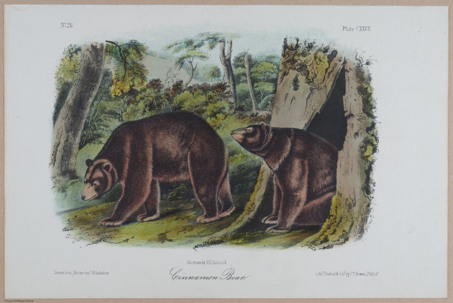 E395 - Breiman Audubon animals - i18402