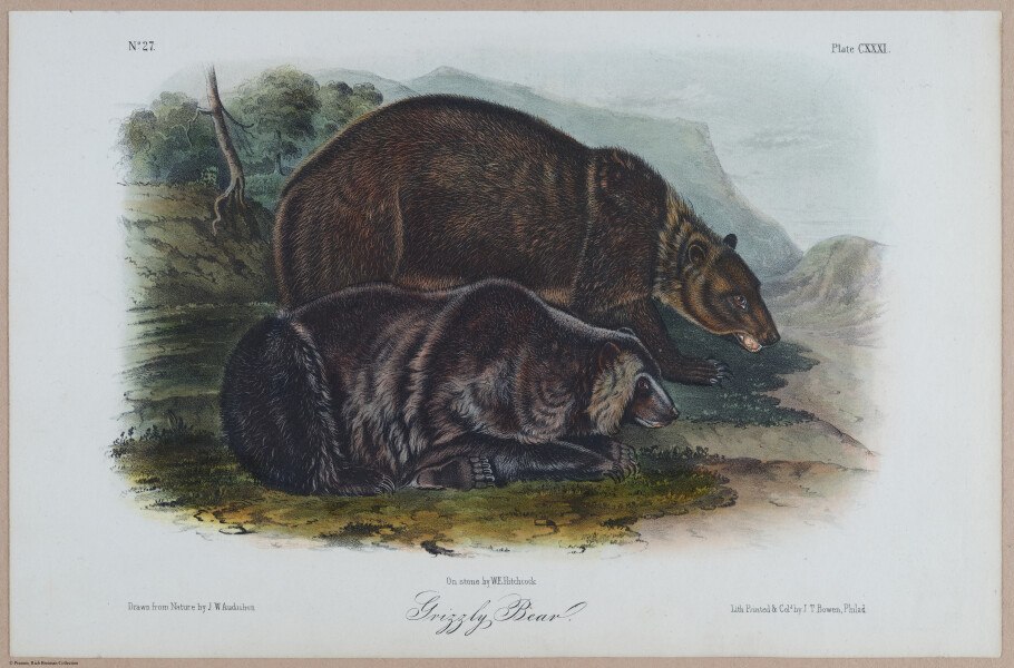 E395 - Breiman Audubon animals - i18405