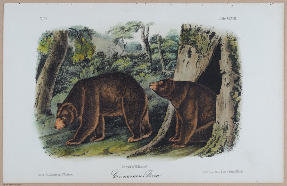 E395 - Breiman Audubon animals - i18412