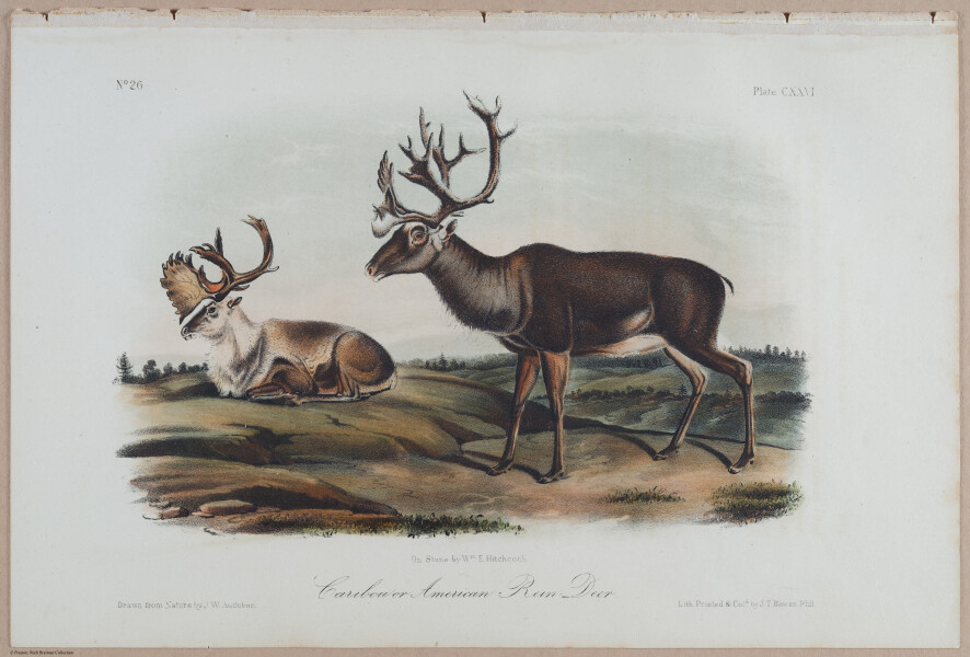 E395 - Breiman Audubon animals - i18414