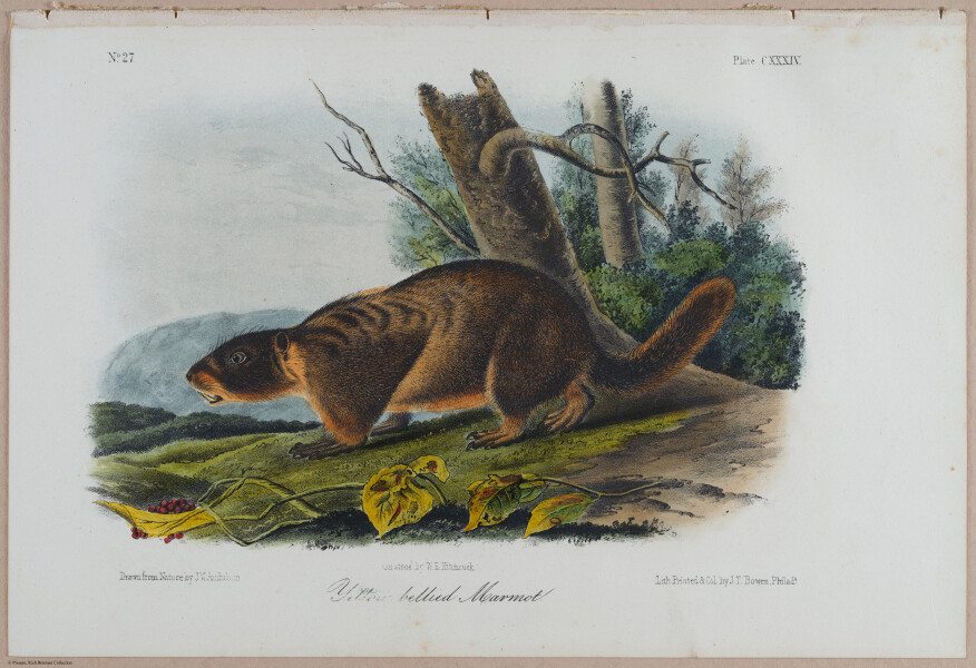 E395 - Breiman Audubon animals - i18422