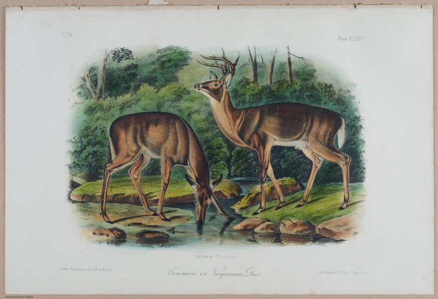 E395 - Breiman Audubon animals - i18423