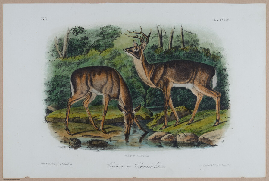 E395 - Breiman Audubon animals - i18424