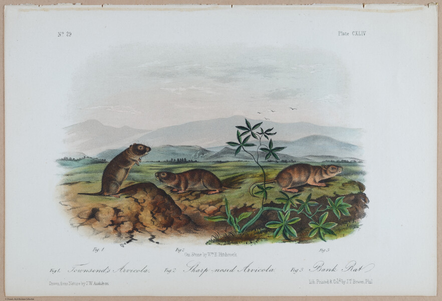 E395 - Breiman Audubon animals - i18432