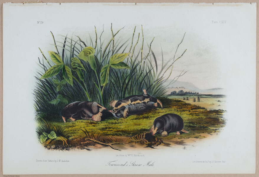 E395 - Breiman Audubon animals - i18433