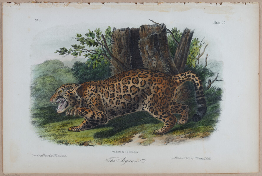 E395 - Breiman Audubon animals - i18437
