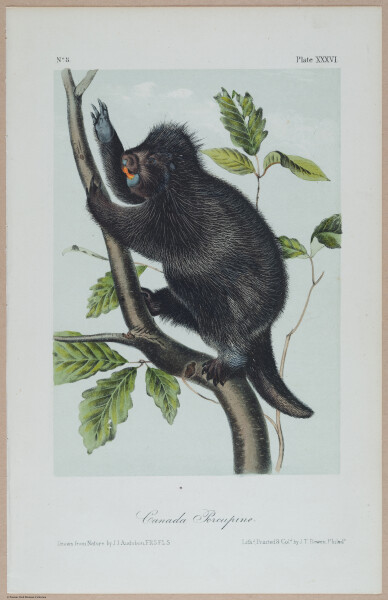 E395 - Breiman Audubon animals - i18452
