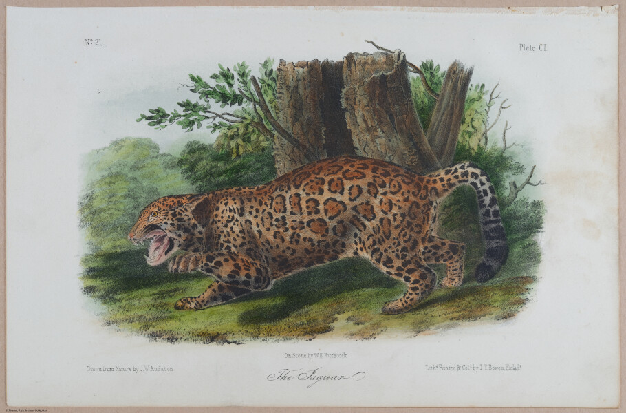 E395 - Breiman Audubon animals - i18438