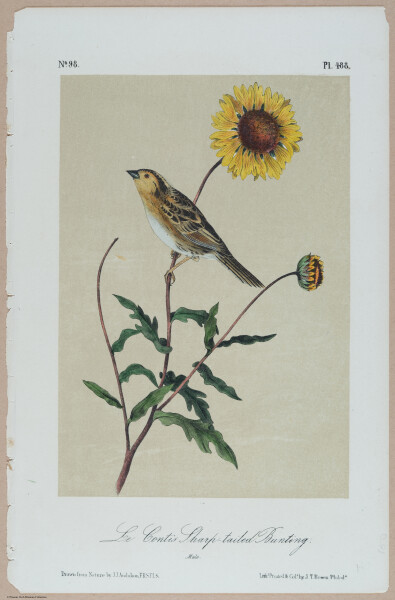 Le Contis Sharp-Tailed Bunting - i18471