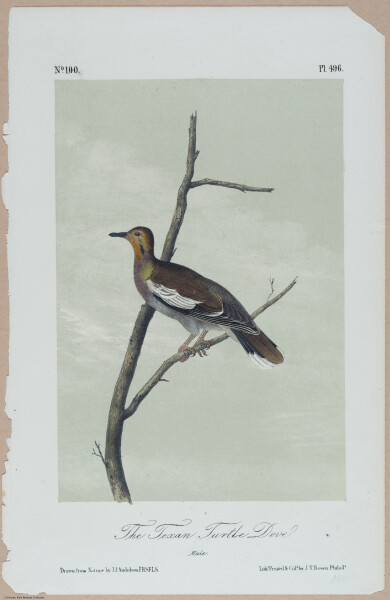 The Texan Turtle-Dove - i18473