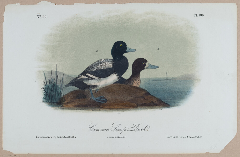 Common Scaup Duck - i18474