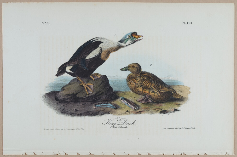 King Duck - i18476