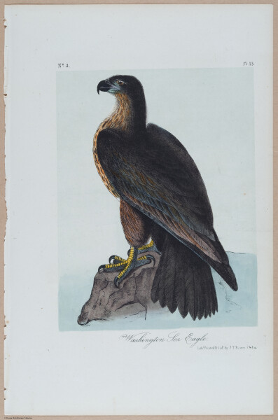 Washington Sea Eagle - i18477