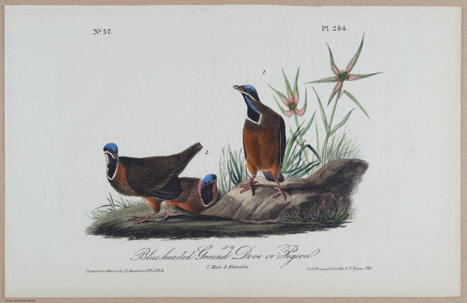 Blueheaded Ground Dove or Pigeon - i18480