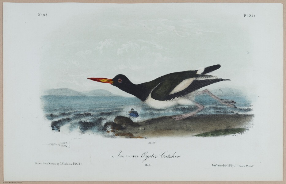 American Oyster-Catcher - i18487