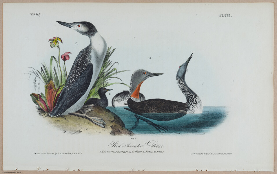Red-Throated Diver - i18488