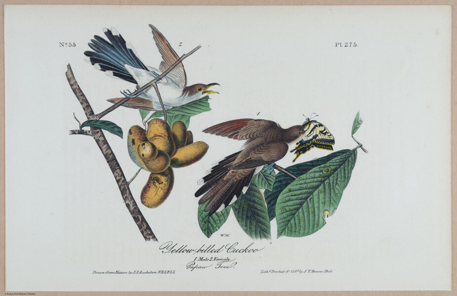 Yellow-billed Cuckoo - i18490