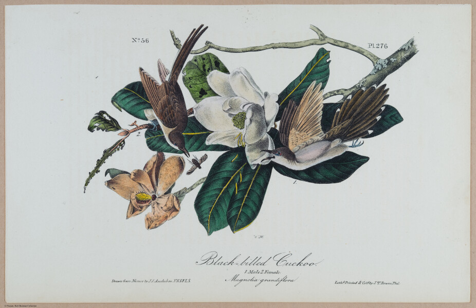 Black-billed Cuckoo - i18491