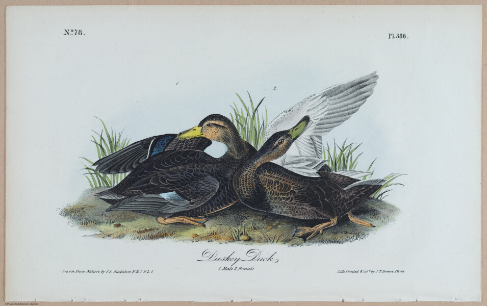Duskey Duck - i18493