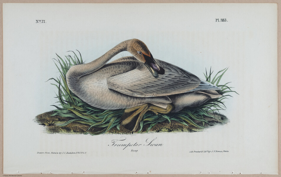 Trumpeter Swan (Young) 2 - i18494