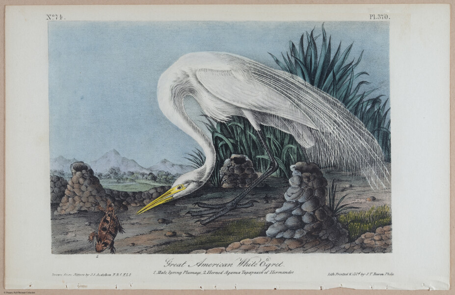 Great American White Egret - i18495