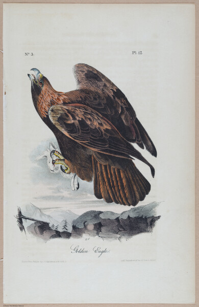 Golden Eagle * - i18496