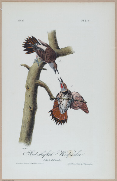 Red-shafted Woodpecker - i18497