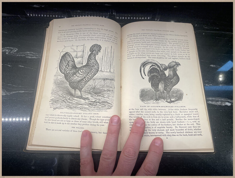 E400 - Practical Poultry Book - 1871 - 3836 (4)