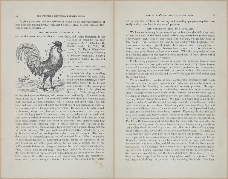 E400 - Practical Poultry Book - 1871 - 16686-16687