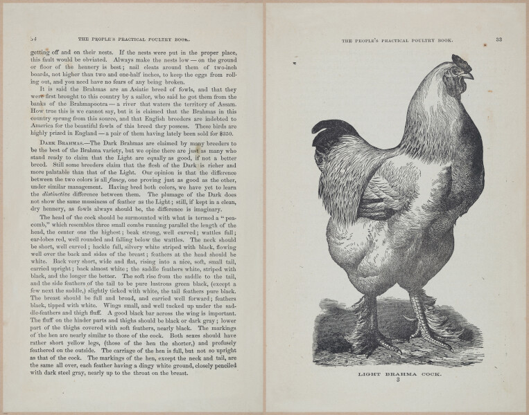 E400 - Practical Poultry Book - 1871 - 16709-16710