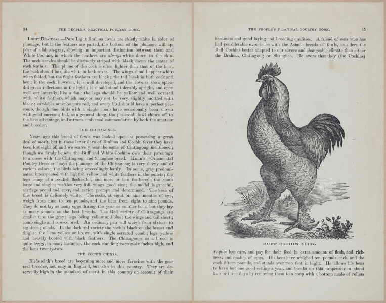 E400 - Practical Poultry Book - 1871 - 16711-16712