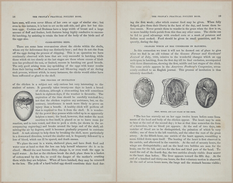 E400 - Practical Poultry Book - 1871 - 16694-16696