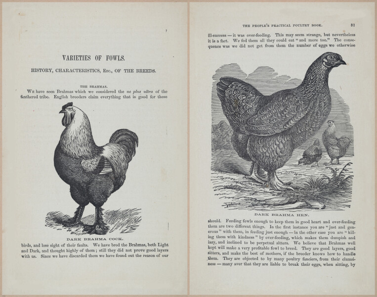 E400 - Practical Poultry Book - 1871 - 16707-16708